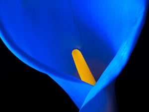 wkl 08 Wilhelm Kleinoder   Calla